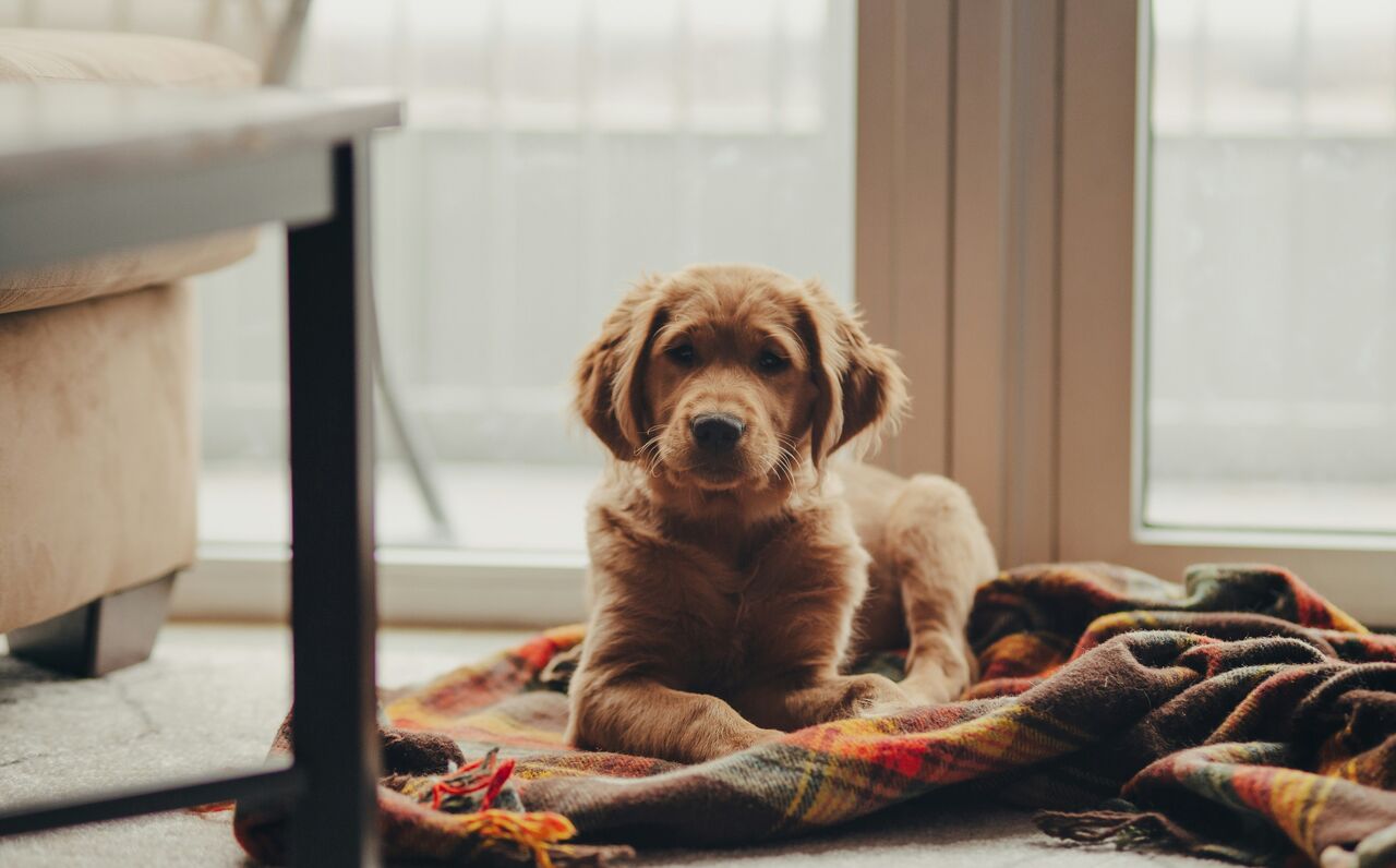 Thing To Do Pet Friendly Rentals