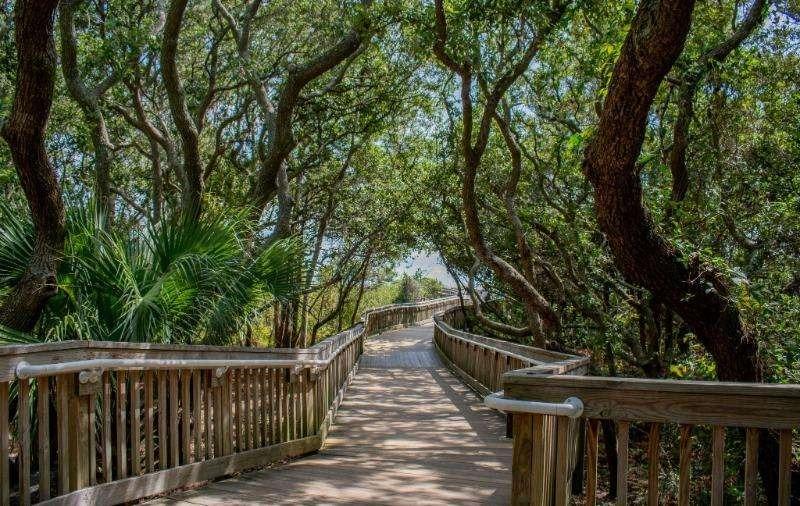 Wooden walkway surrounded by trees